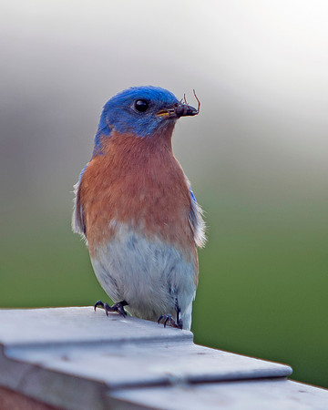 Eastern Bluebird