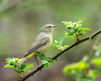 Orange-crowned Warbler