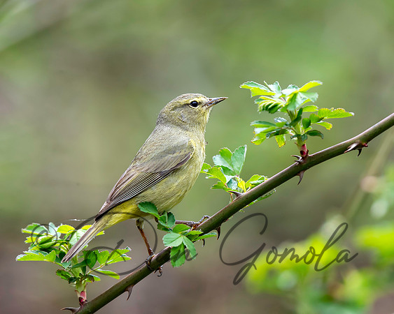 Orange-crowned Warbler