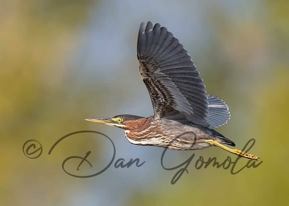 Green Heron