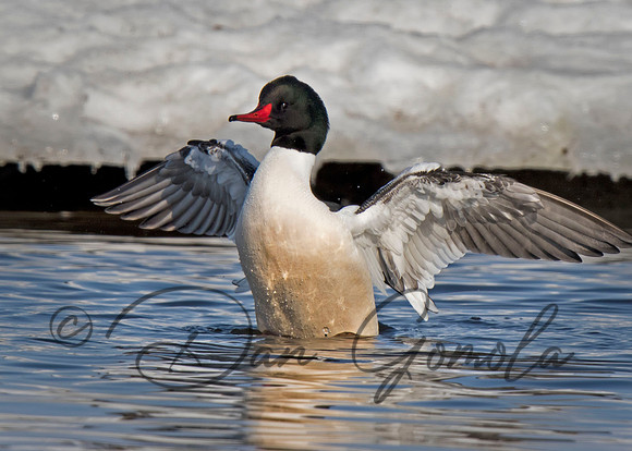 Common Merganser