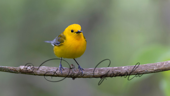 Prothonotary Warbler