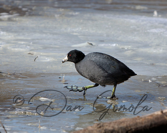 American Coot