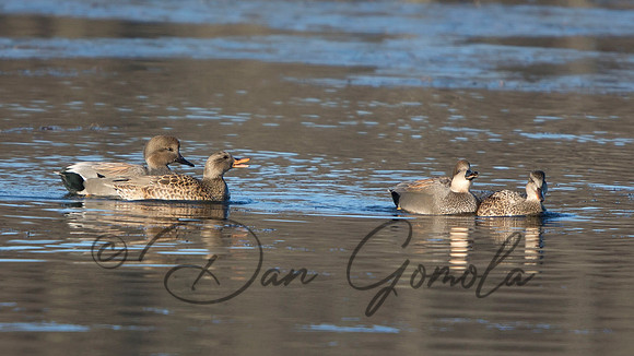 Gadwall