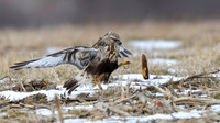 Rough-legged Hawk