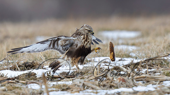 Rough-legged Hawk
