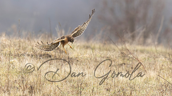 Northern Harrier