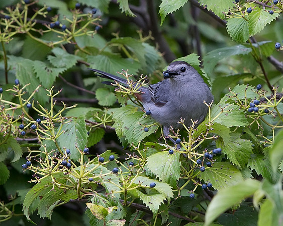 Gray Catbird