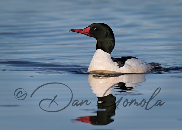 Common Merganser