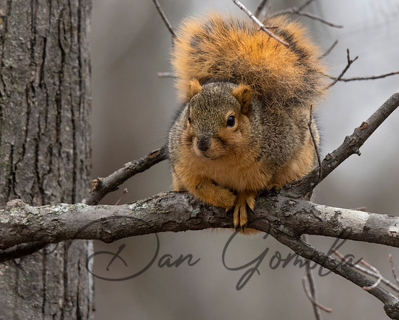 Eastern Fox Squirrel