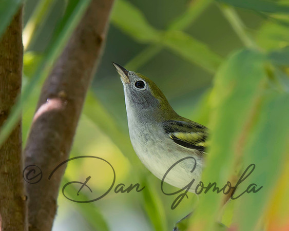 Chestnut-sided Warbler
