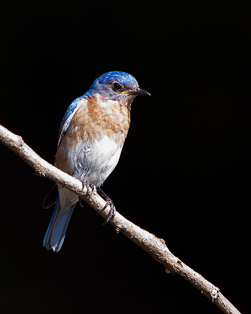 Eastern Bluebird