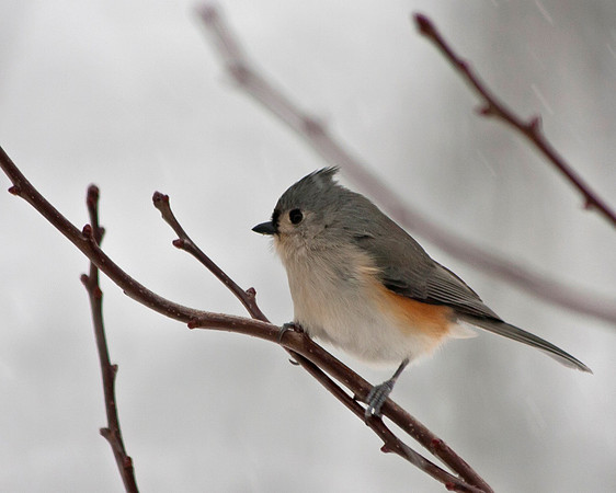 Tufted Titmouse