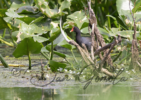 Common Gallinule