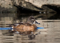 Ring-necked Duck
