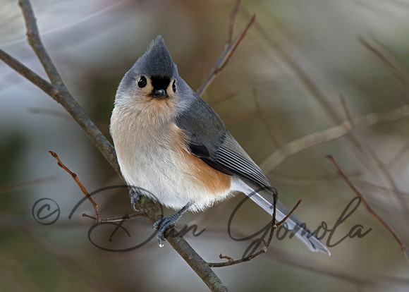 Tufted Titmouse