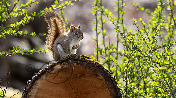 Red Squirrel