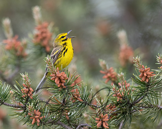 Prairie Warbler