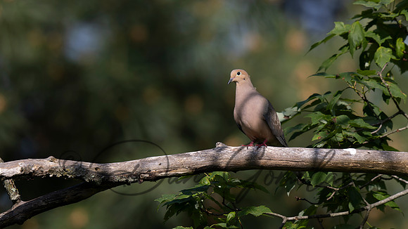 Mourning Dove