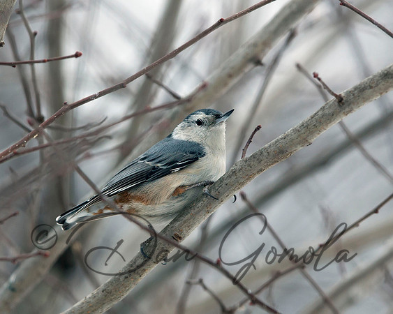 White-breasted Nuthatch