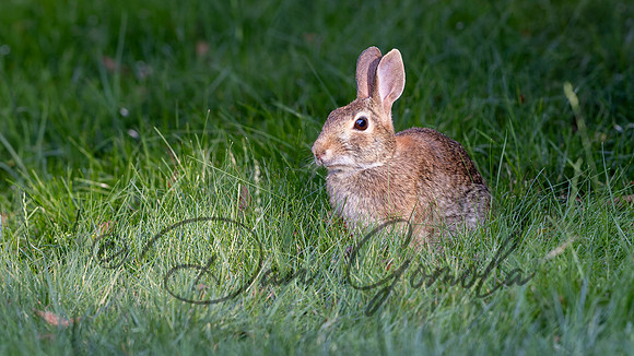 Cottontail Rabbit