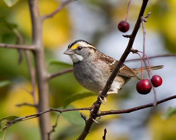 White-throated Sparrow