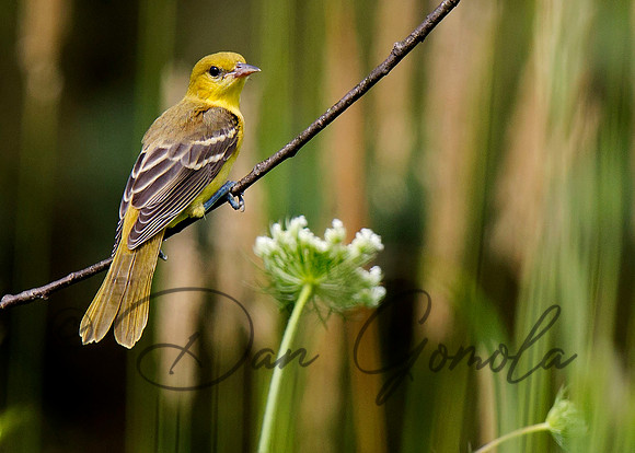 Orchard Oriole