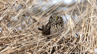 Short-eared Owl
