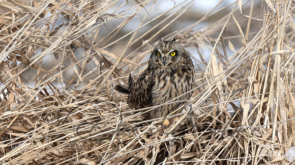 Short-eared Owl