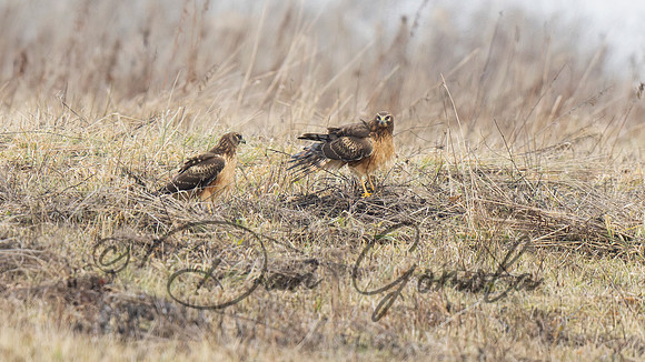 Northern Harrier