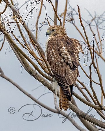 Red-tailed Hawk