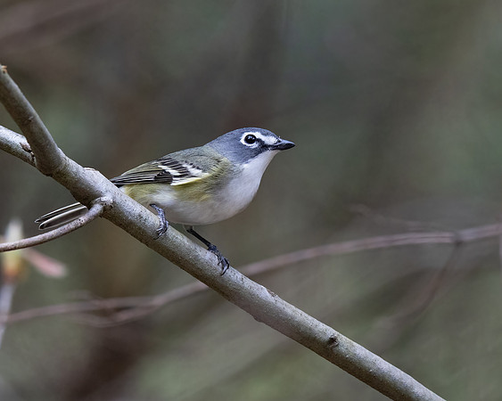 Blue-headed Vireo