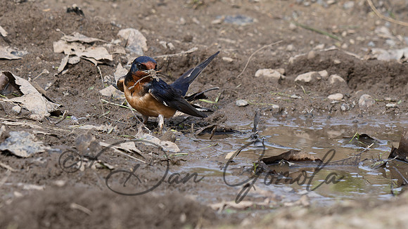 Barn Swallow