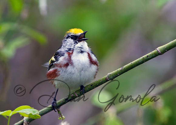 Chestnut-sided Warbler