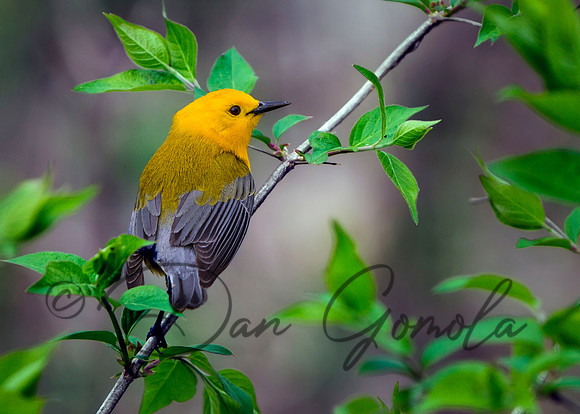 Prothonotary Warbler