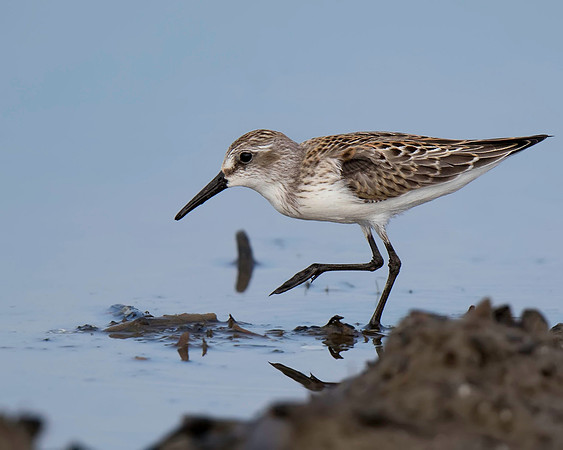 Western Sandpiper