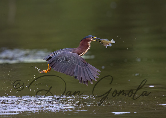 Green Heron