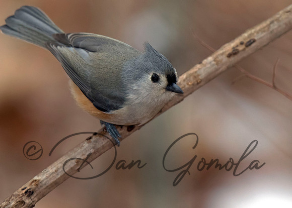 Tufted Titmouse