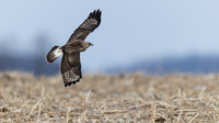 Rough-legged Hawk
