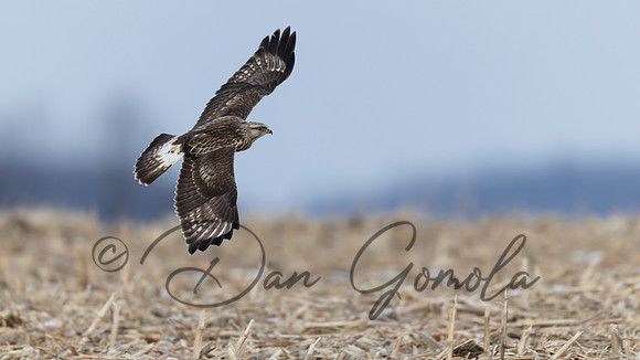 Rough-legged Hawk