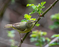 Orange-crowned Warbler
