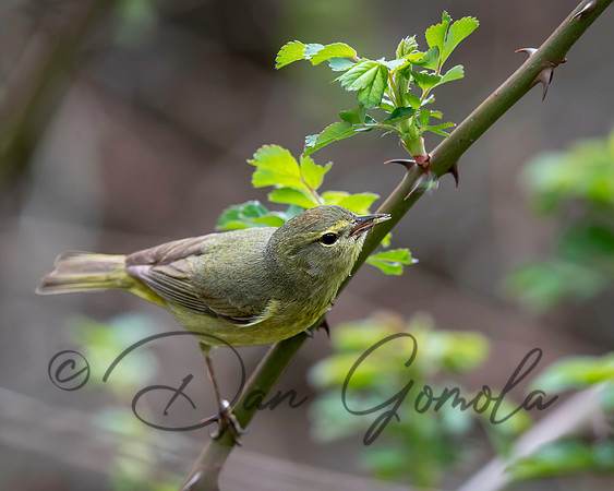 Orange-crowned Warbler