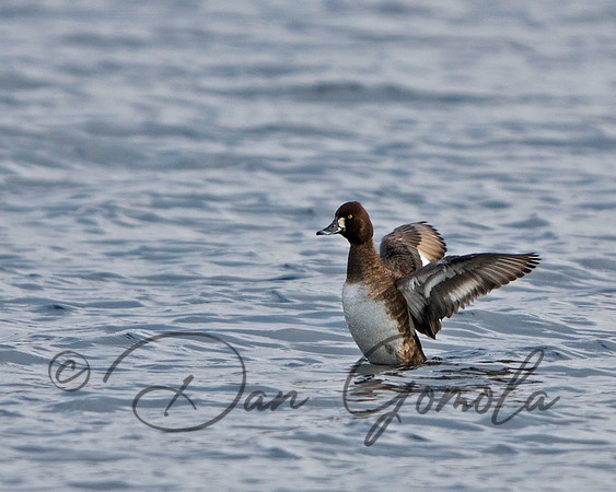 Lesser Scaup (female)