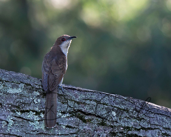 Black-billed Cuckoo