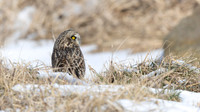 Short-eared Owl
