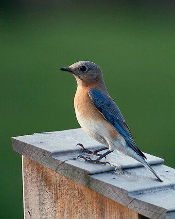 Eastern Bluebird