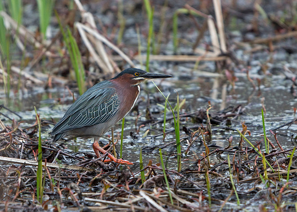 Green Heron