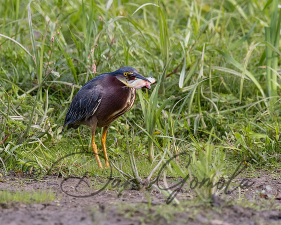 Green Heron