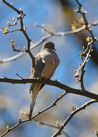 Mourning Dove