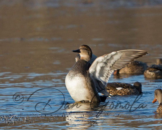 Gadwall
